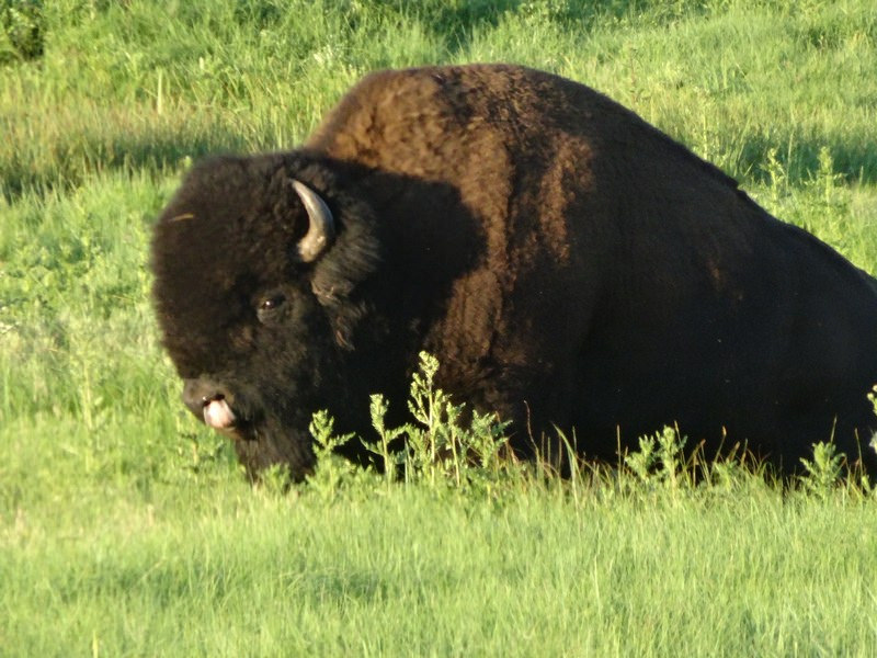 Bison at Custer SP