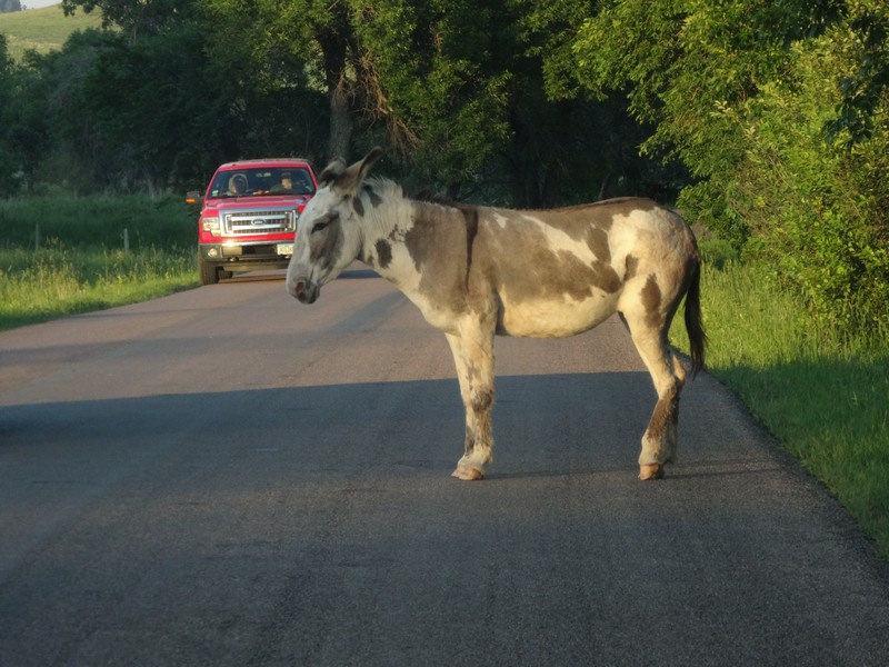 Burro at Custer SP