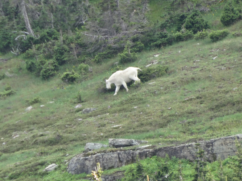 Mountain Goat - Hidden Lake