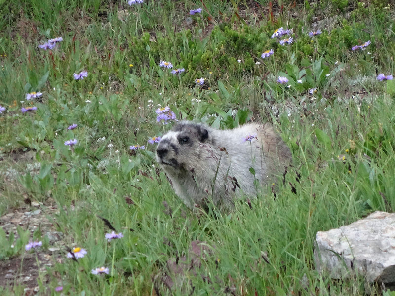 Hidden Lake Marmot