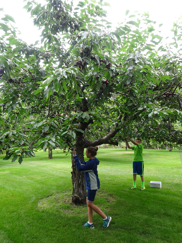 Picking Flathead Cherries