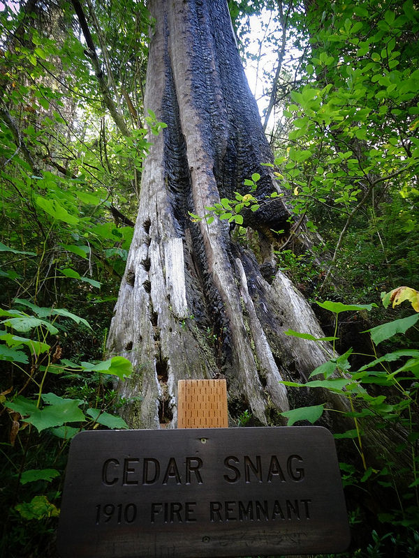 Cedar Snag on Pulaski Trail