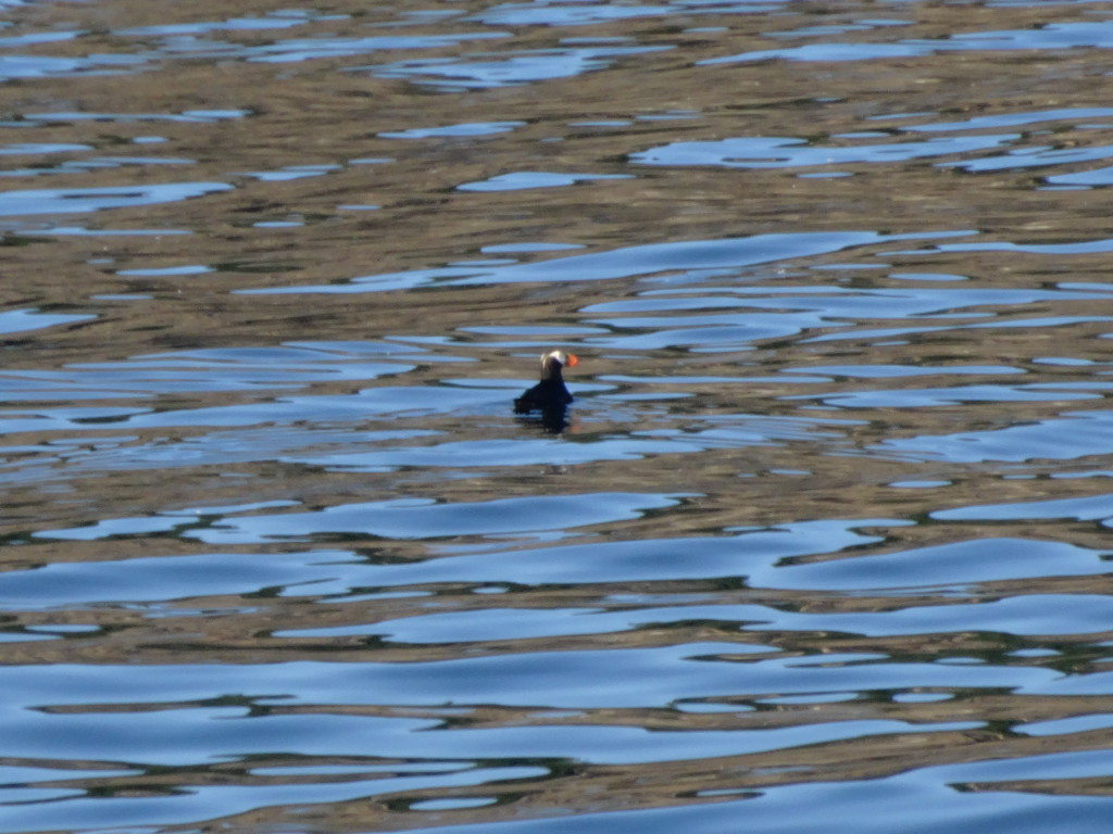 Tufted Puffin