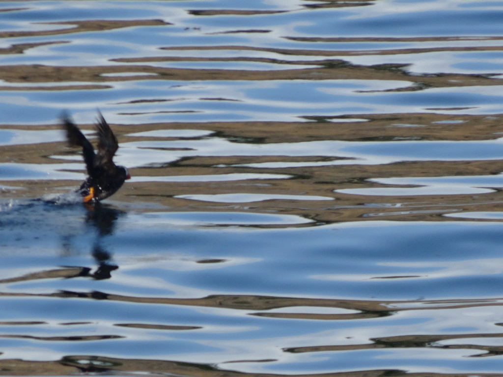 Tufted Puffin in Flight