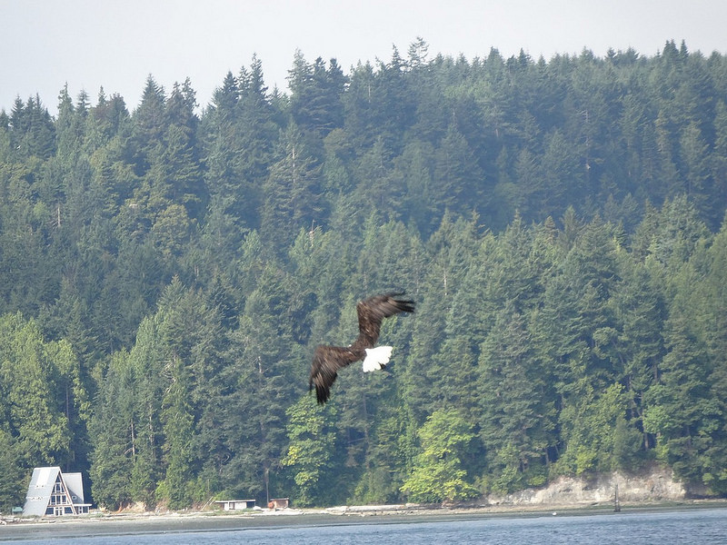 Salt Creek - Bald Eagle