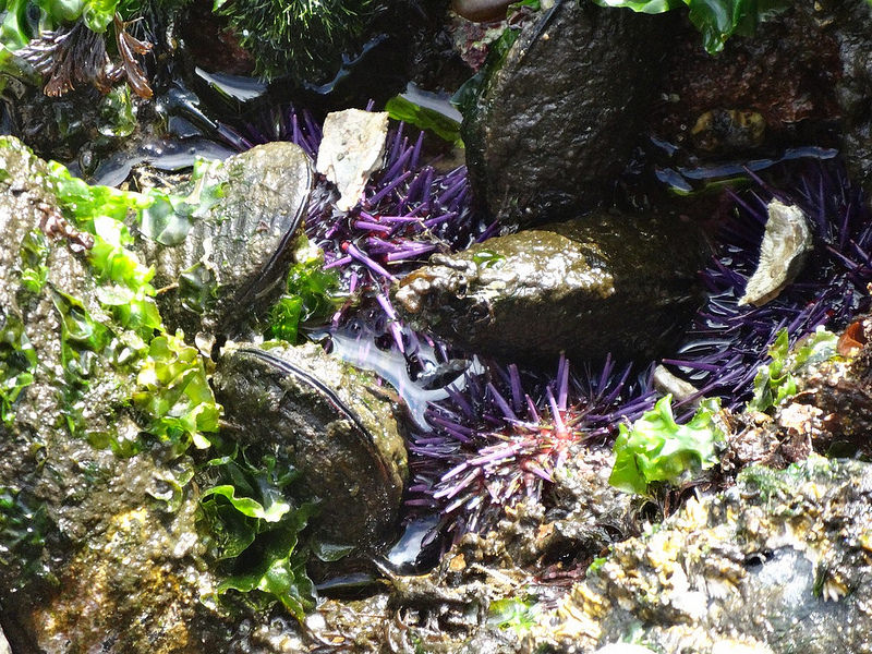 Salt Creek - Sea Urchins Exposed