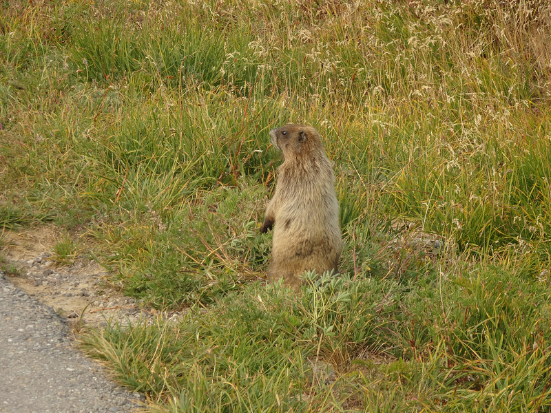 Rainier - Marmot
