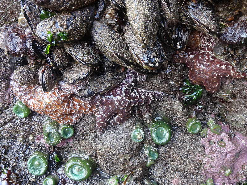 Second  Beach Tide Pool - 3 Starfish