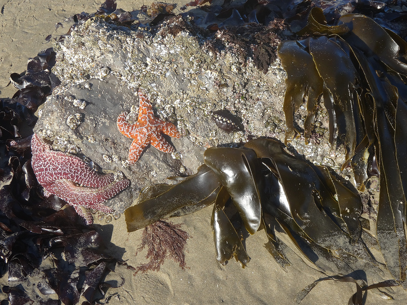 Cannon Beach - Haystack Tidepool