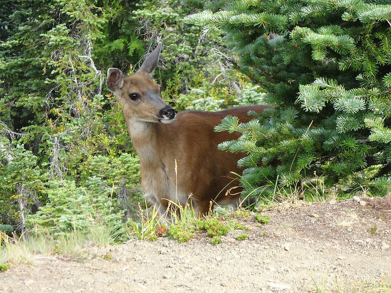 Hurricane Ridge - Deer