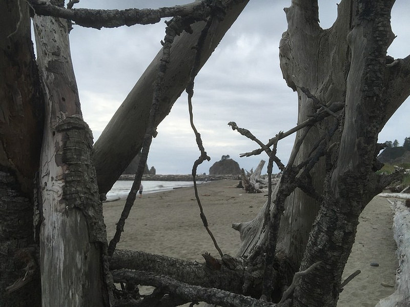 La Push - First Beach Driftwood