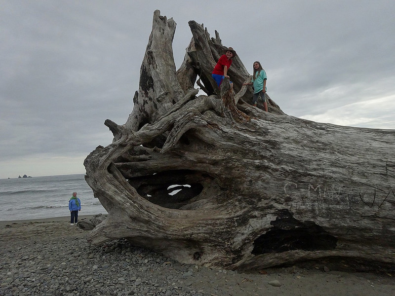 La Push - First Beach Giant Driftwood