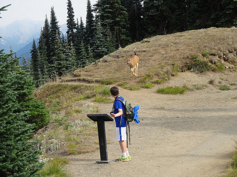 Hurricane Ridge - Deer Charge