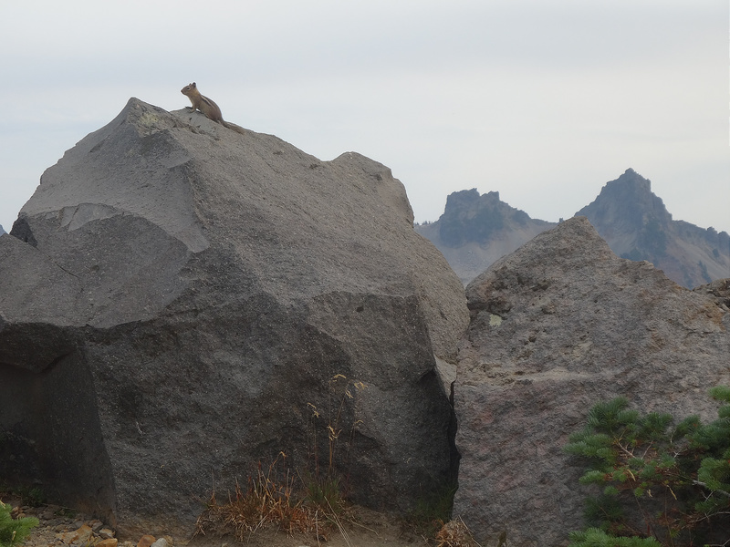 Rainier - Pika