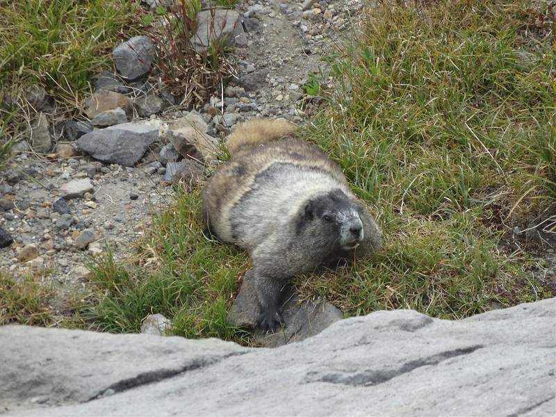 Rainier - Marmot (2)
