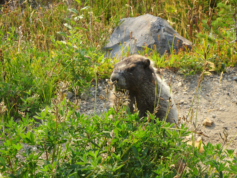 Rainier - Marmot (3)