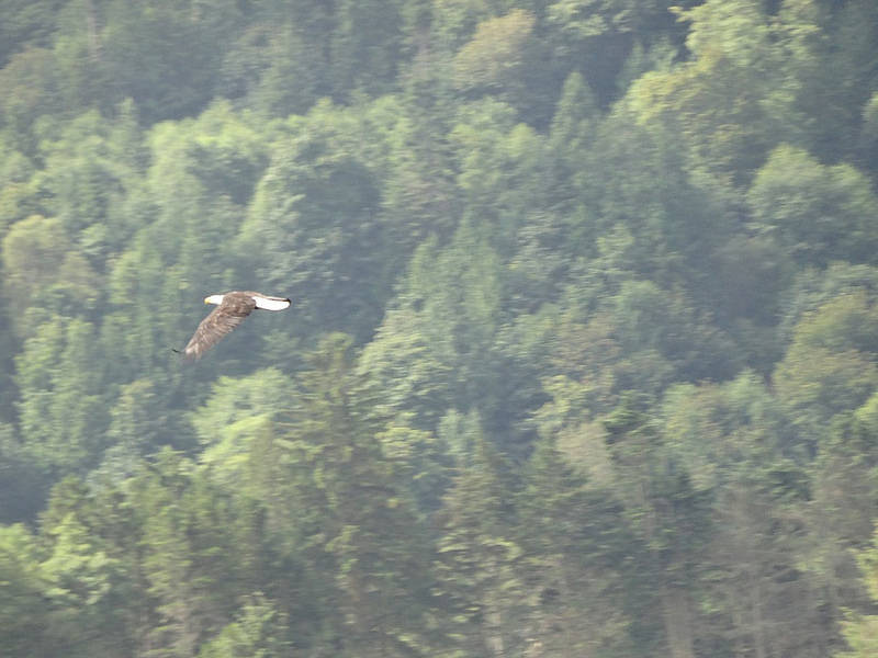 Salt Creek - Bald Eagle 2