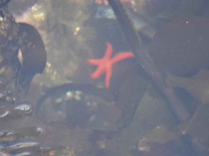 Salt Creek - Sea Star