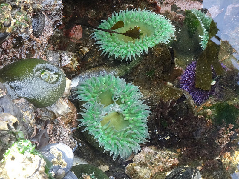 Salt Creek - Sea Anenomes
