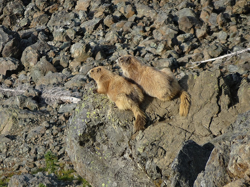 Hurricane Ridge - Marmots