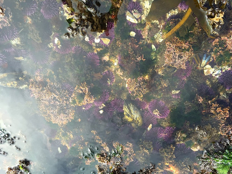Purple Sea Urchins