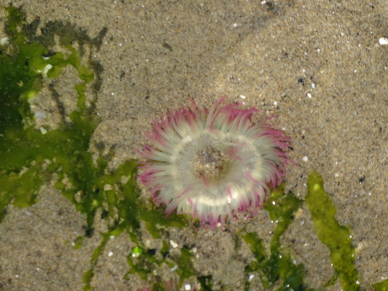 Cannon Beach - Aggregate Anenome