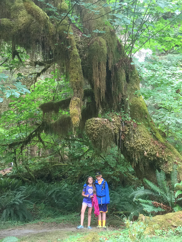 Hoh Rainforest