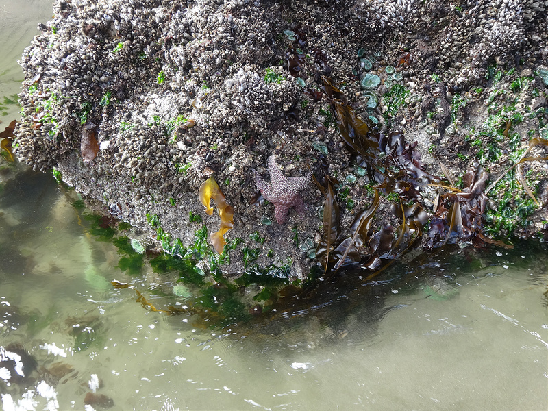 Second  Beach Tide Pool - Purple Starfish