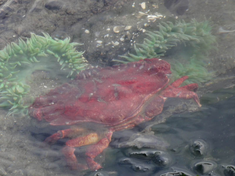 Second  Beach Tide Pool - Crab