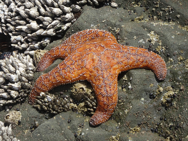 Second  Beach Tide Pool - Orange Starfish