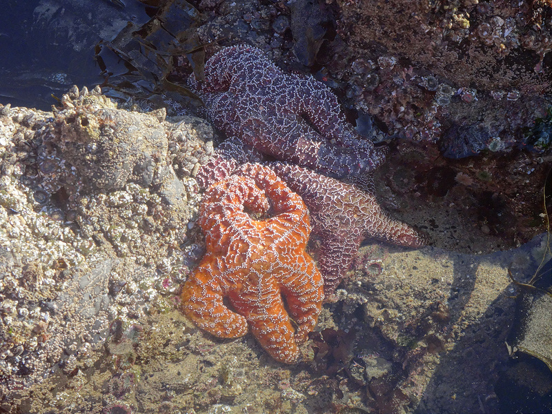 Cannon Beach - Sea Stars