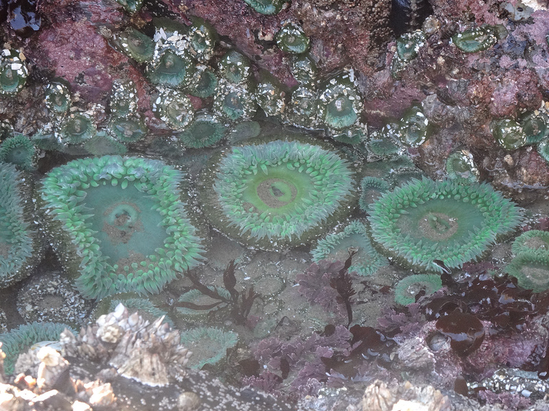 Cannon Beach - Giant Green Anenomes