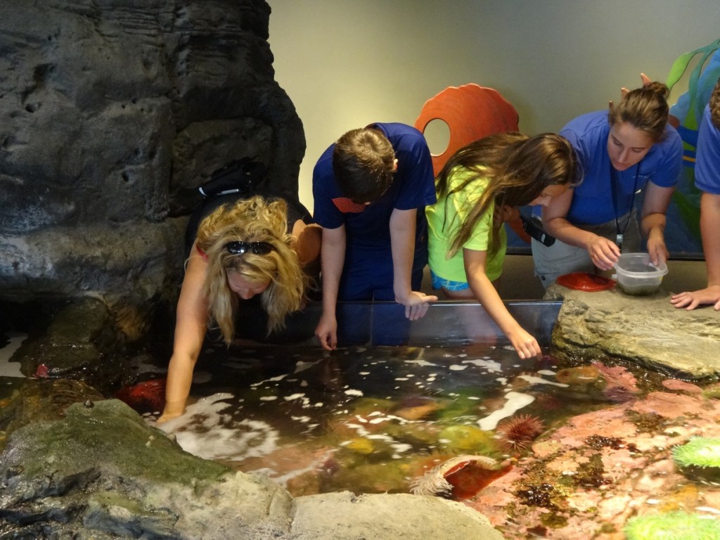 Feeding Urchins at Seattle Aquarium