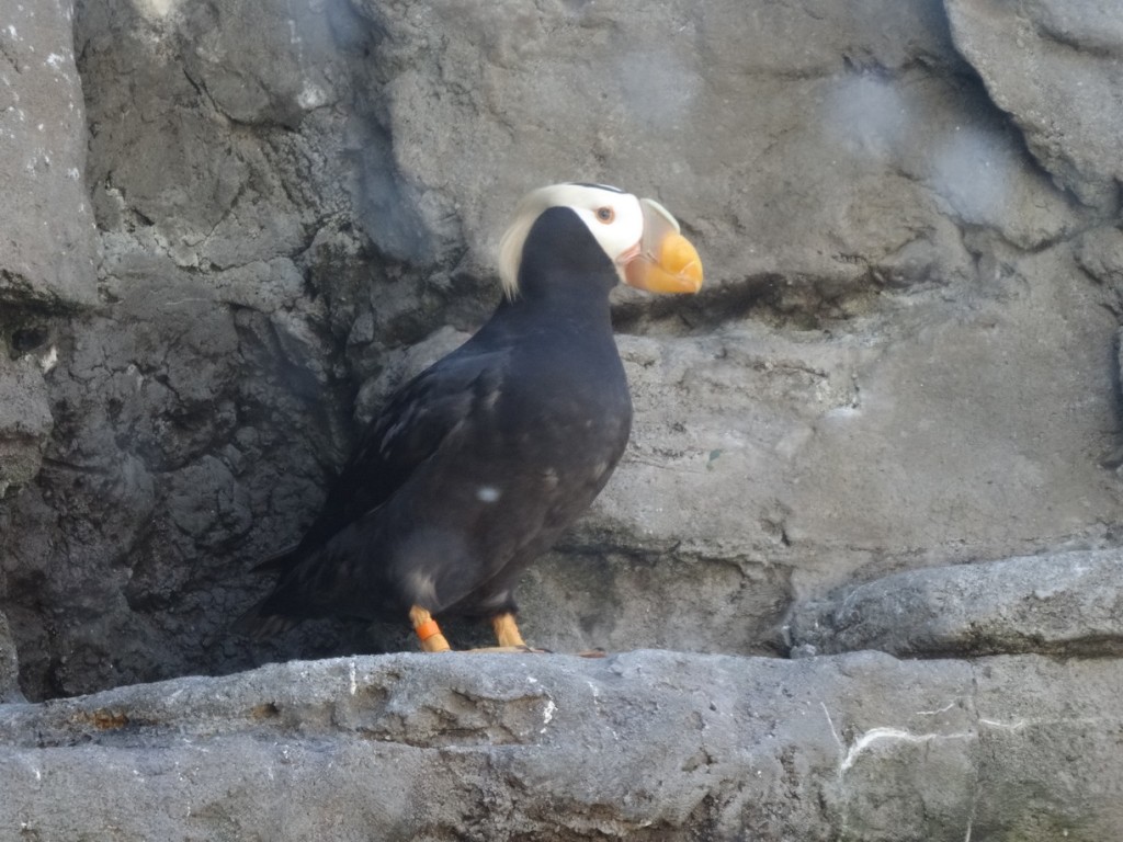 Seattle Aquarium - Tufted Puffin