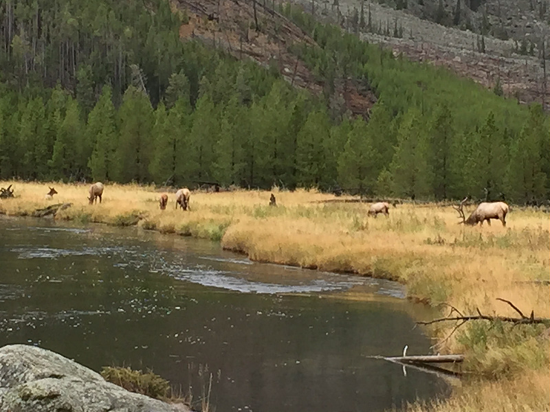 Yellowstone-Elk Herd