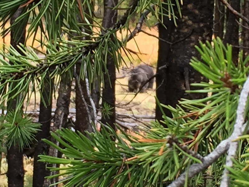 Yellowstone-Grizzly Behind Trees