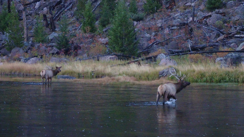 Yellowstone-Elk Courting