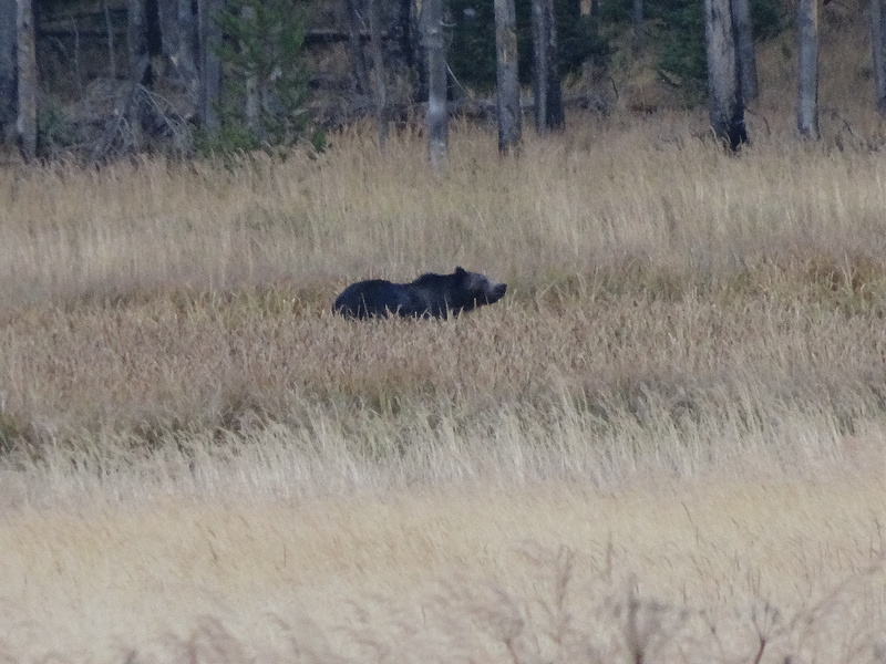 Yellowstone-Second Grizzly