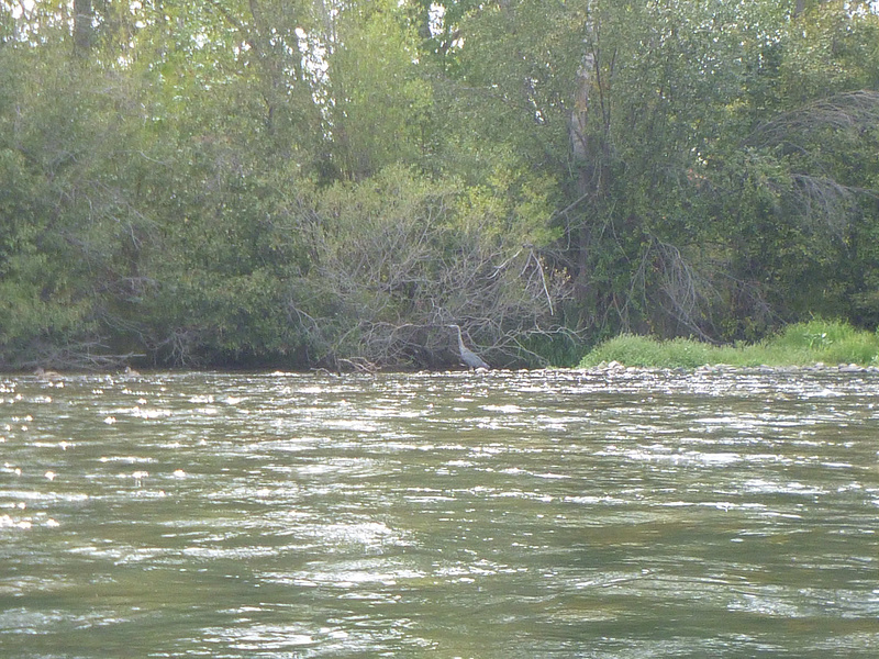 Boise - Blue Heron on Boise River