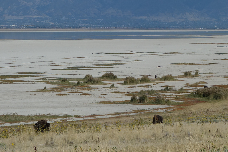 Antelope-Bison on Salt Shore