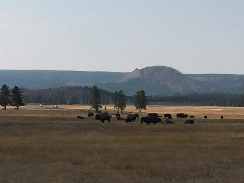 Yellowstone-Bison Herd