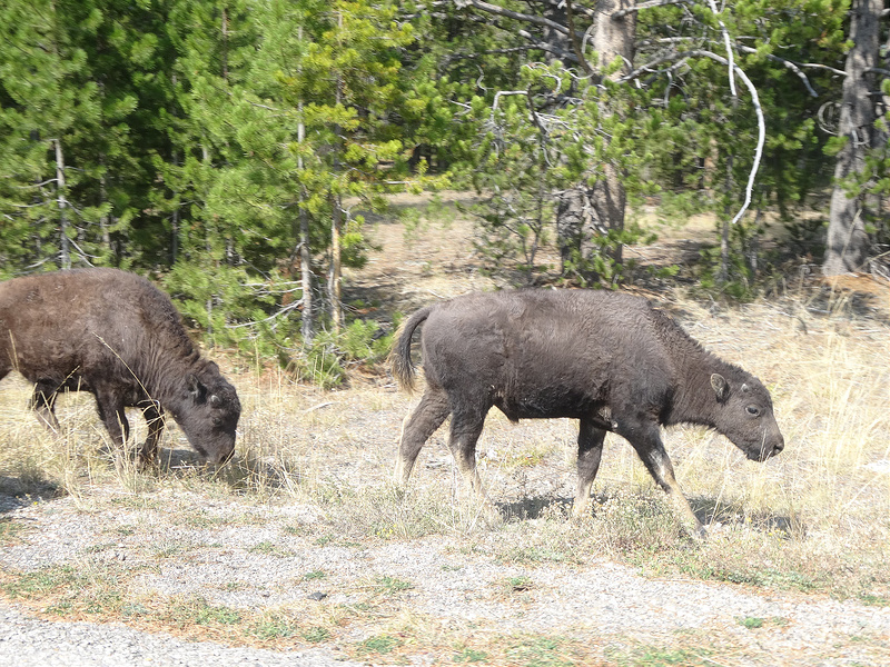 Yellowstone-Bison Calf