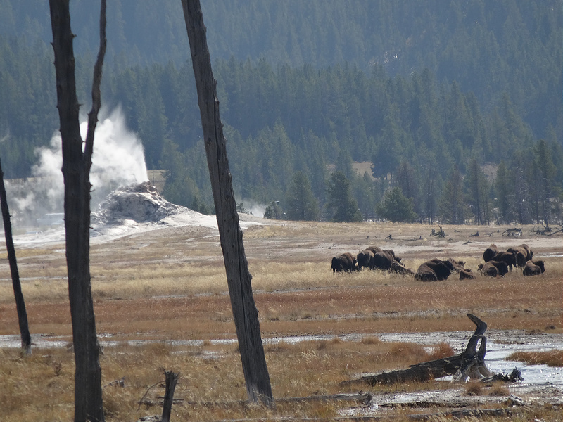 Yellowstone-Bison and Geyser