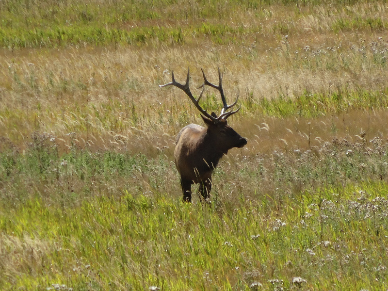 Yellowstone-Bull Elk