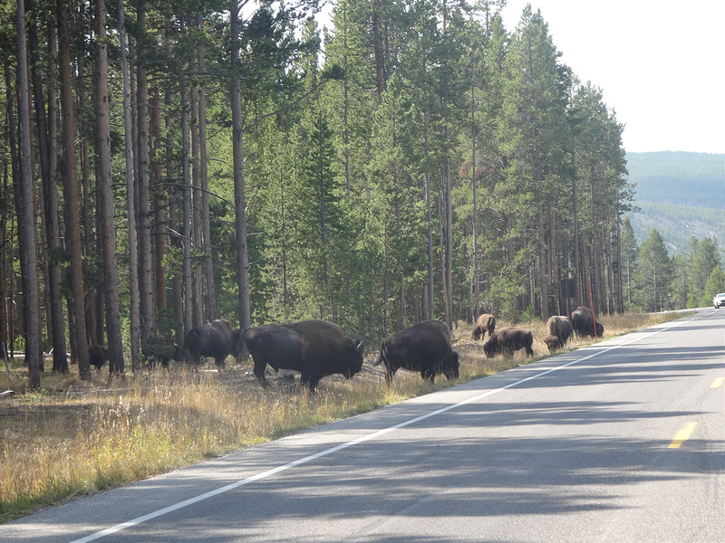 Yellowstone-Bison Herd on Road