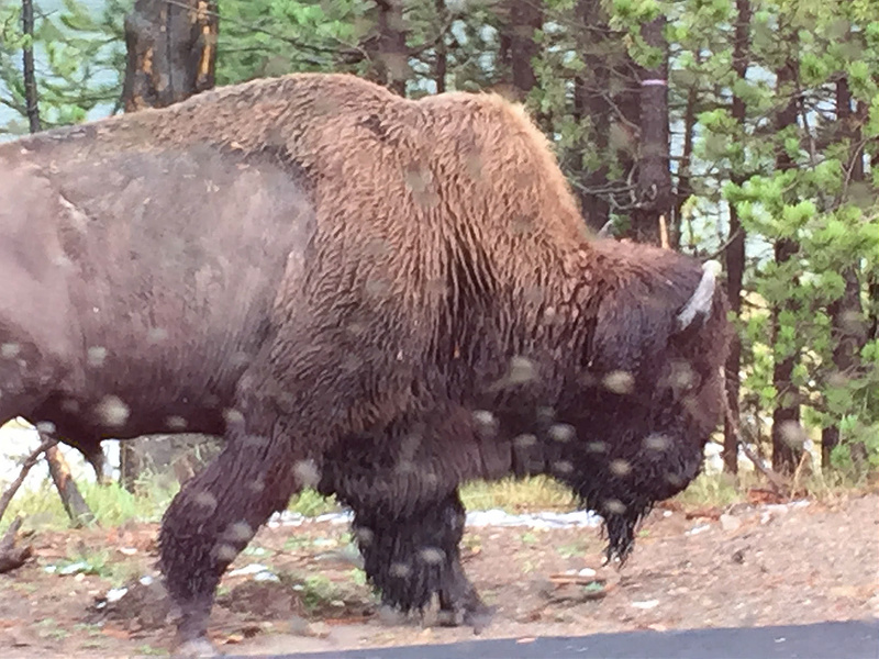 Yellowstone-Bison Trudging Through Rain