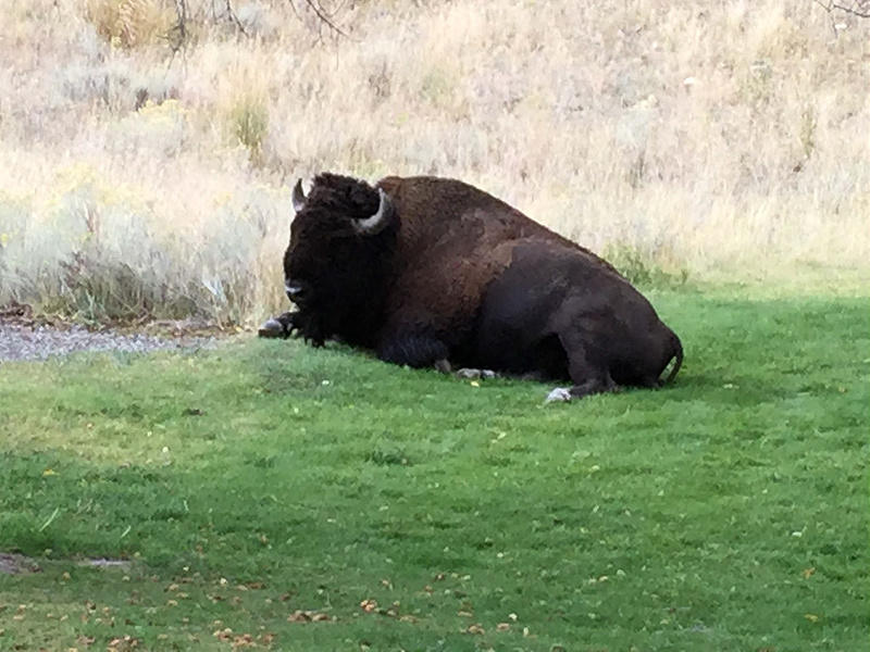 Yellowstone-Bison Chillin'