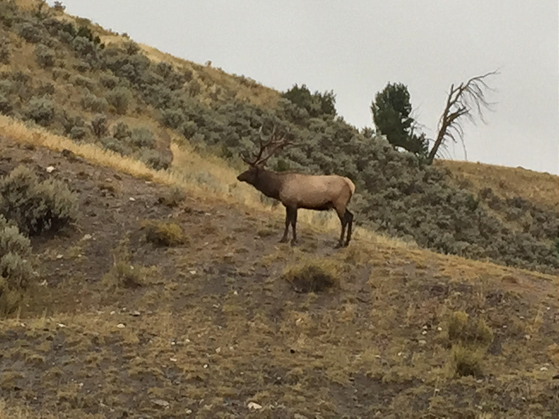 Yellowstone-Another Bull Elk