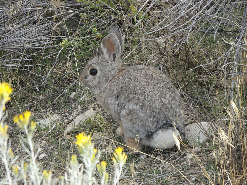 Antelope-Rabbit