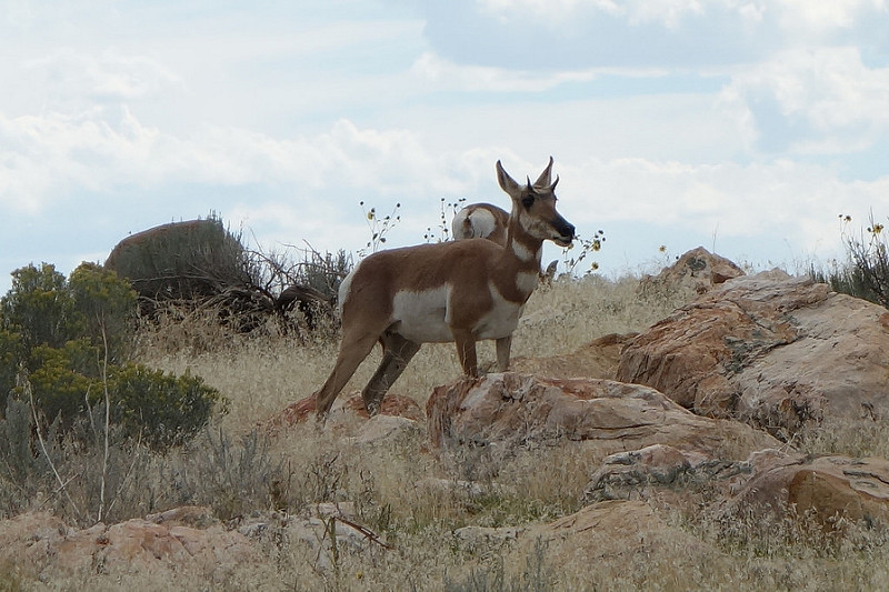 Antelope-Pronghorn